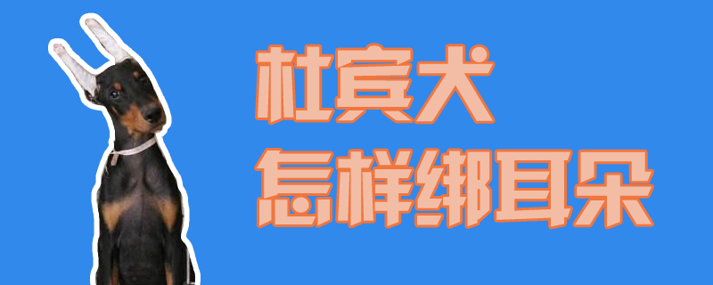 杜宾犬何如绑耳朵