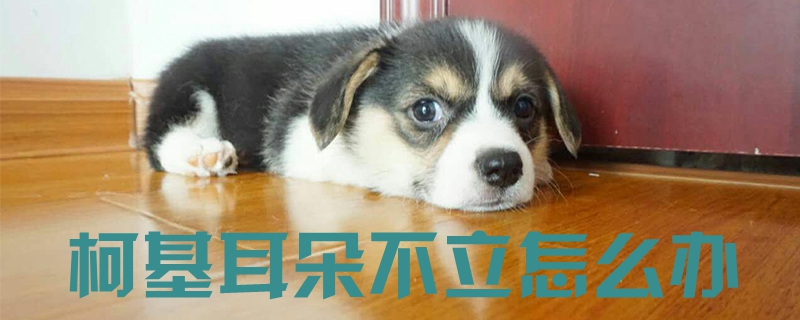 柯基耳朵不立怎样办1