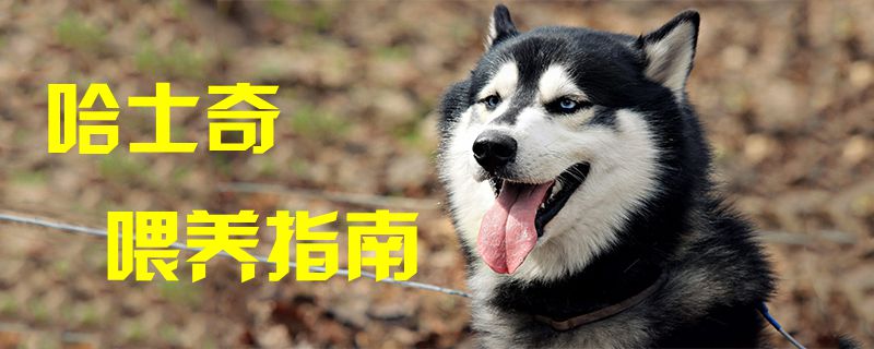 哈士奇豢养指南1