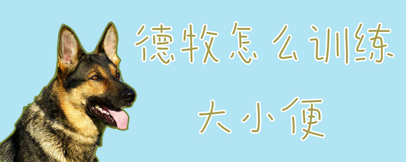 德牧怎样练习巨细便