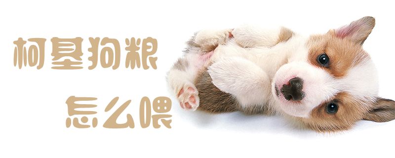 柯基狗粮怎样喂1