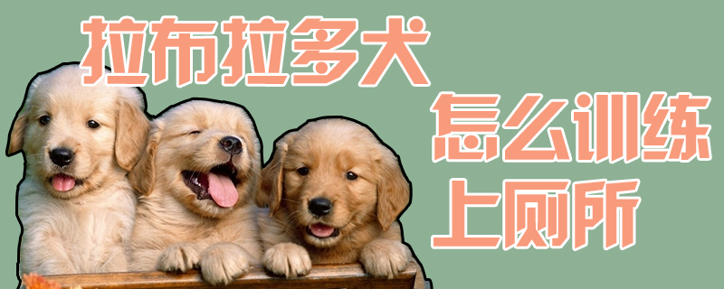 拉布拉多犬怎样练习上茅厕