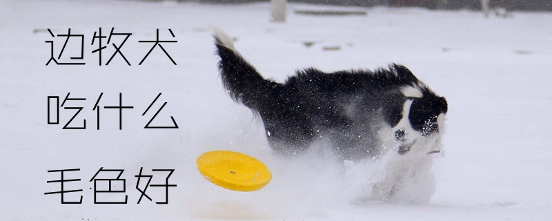 边牧犬吃什么毛色佳