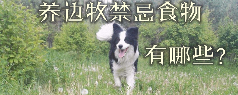 养边牧的忌讳食物有哪些