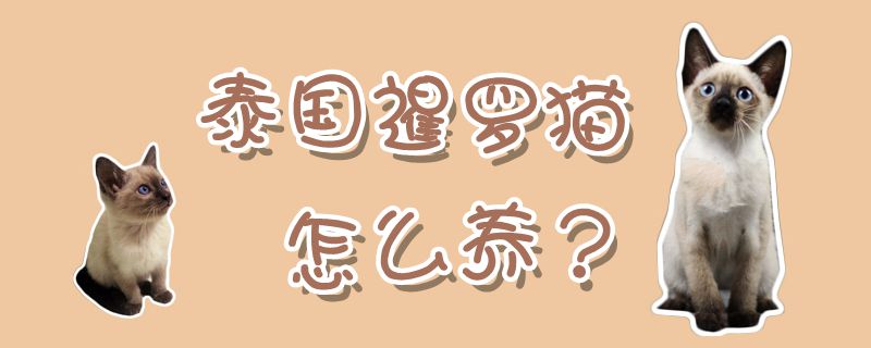泰国暹罗猫怎样养