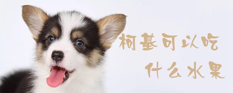 柯基不妨吃什么生果1