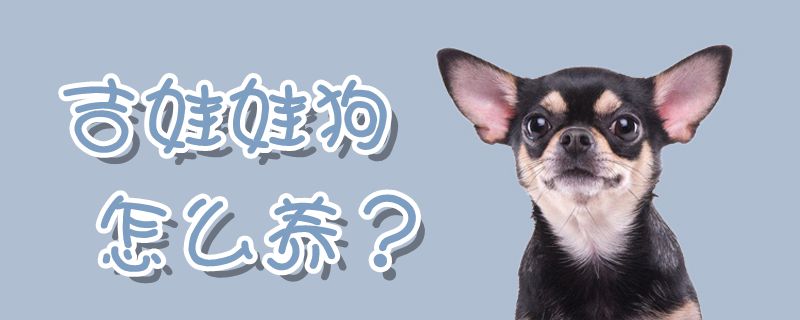 吉娃娃狗怎样养