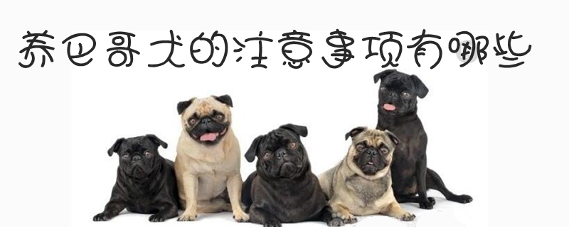 养巴哥犬的注沉事项有哪些