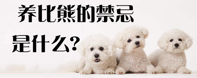 养比熊的忌讳是什么