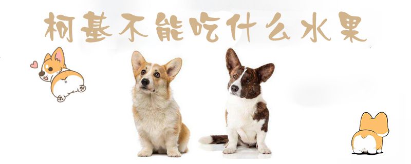 柯基没有能吃什么生果1