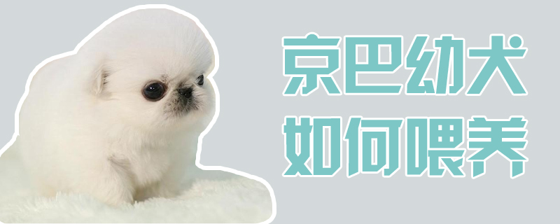 京巴幼犬怎么样豢养
