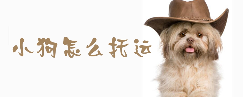 小狗怎样托运