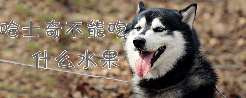 哈士奇没有能吃什么生果1