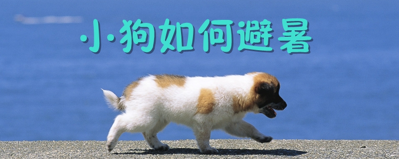小狗怎样样躲暑