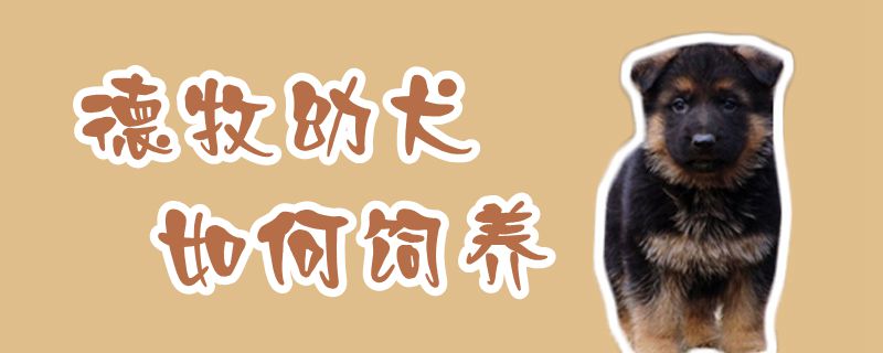 德牧幼犬怎么样豢养