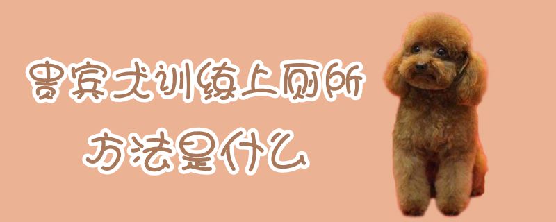 客人犬练习上茅厕办法是什么