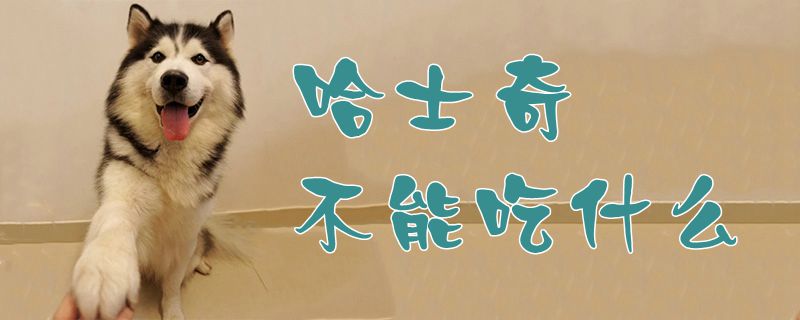 哈士奇没有能吃什么