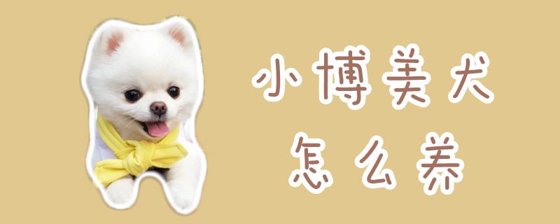小专美犬怎样养
