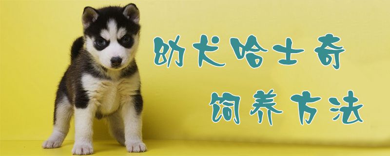 ?幼犬哈士奇豢养方式1