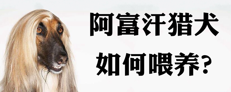 阿富汗猎犬怎么样豢养