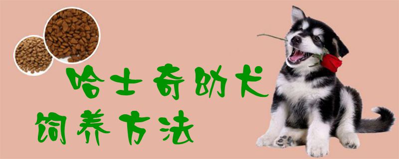 哈士奇幼犬豢养方式1
