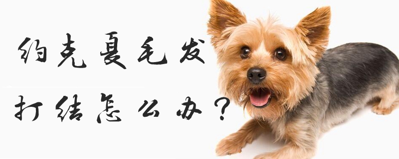 约克夏毛发挨结怎样办
