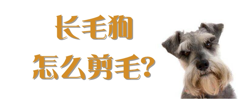 长毛狗怎样剪毛