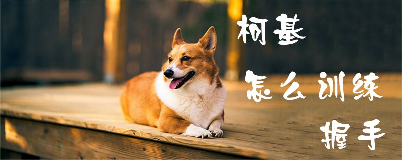 柯基怎样练习握手1