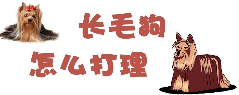 长毛狗怎样挨理