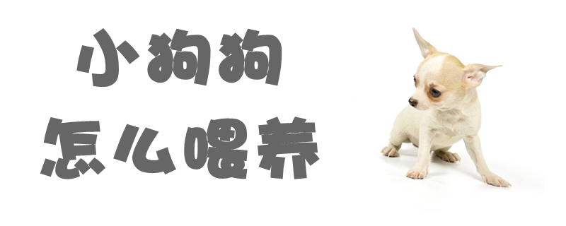 小狗狗怎样豢养