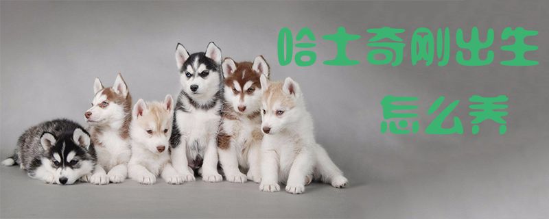 哈士奇刚刚出身怎样养1