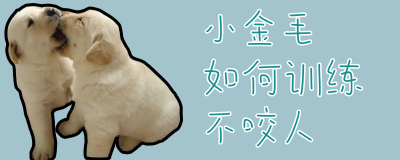 小金毛怎么样熟习不咬人