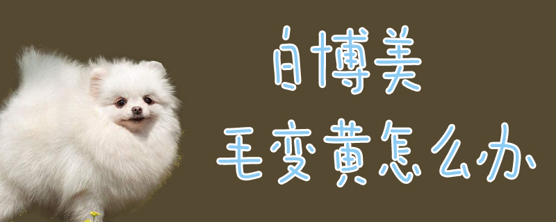 白专美毛变黄怎样办