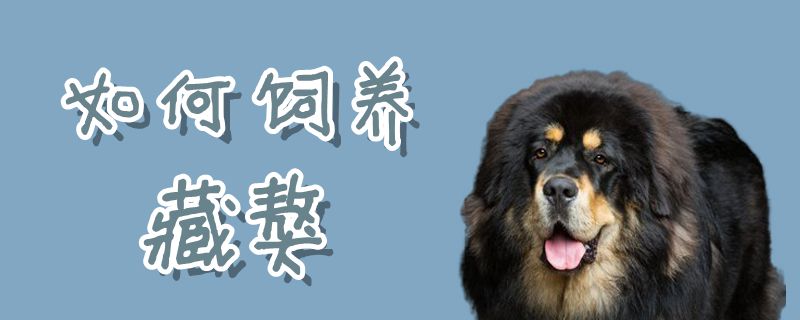 怎么样豢养躲獒