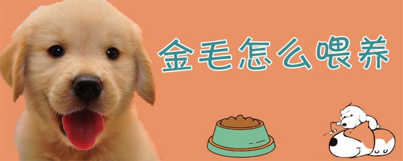 金毛怎样豢养1