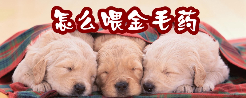 怎样喂金毛药