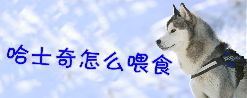 哈士奇怎样喂食1