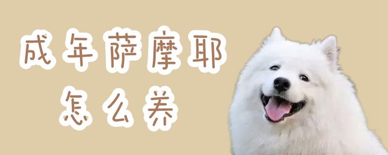 成年萨摩耶怎样养