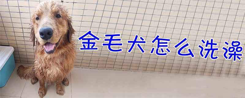 金毛犬怎样沐浴1
