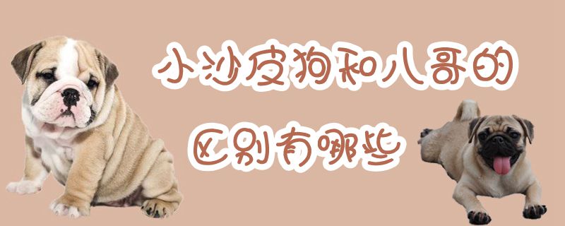 小沙皮狗和八哥的辨别有哪些