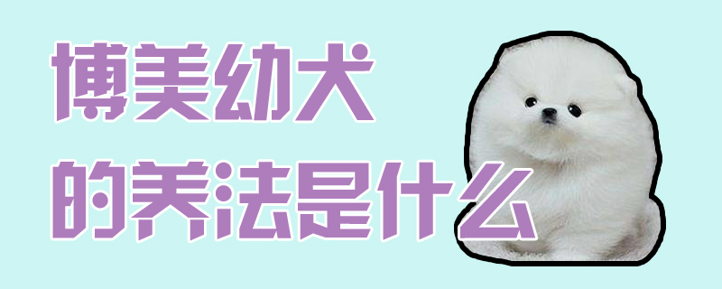 专美幼犬的养法是什么