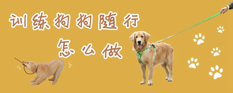 熟习狗狗随行怎样干