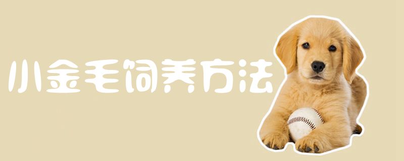 小金毛豢养方式1