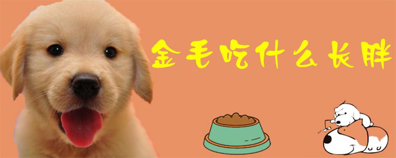 金毛吃什么长肥1
