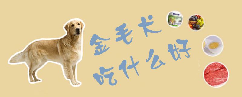 金毛犬吃什么佳1