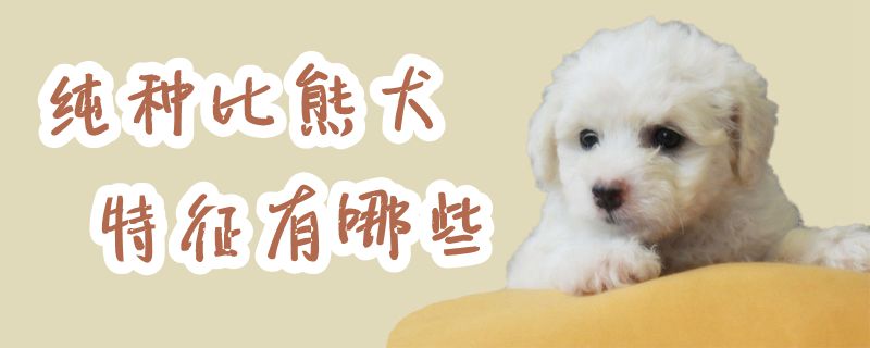纯种比熊犬特性有哪些