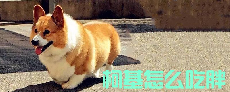 柯基怎样吃肥1