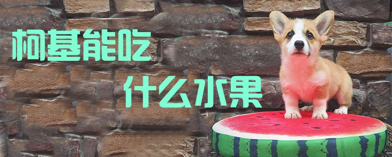 柯基能吃什么生果1