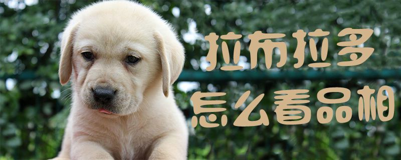 拉布拉多怎样瞅品相1