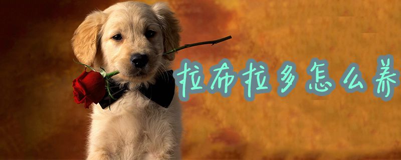 拉布拉多怎样养1